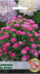 Астра китайская Бамбина Ред Шейдс (Биотехника) - Сезон у Дачи