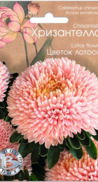 Астра китайская Хризантелла Цветок Лотоса - Сезон у Дачи