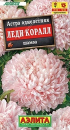 Астра Леди Коралл Шамоа (Аэлита) - Сезон у Дачи