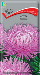 Астра Оленька (Поиск) - Сезон у Дачи