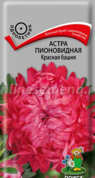 Астра пионовидная Красная башня (Поиск) - Сезон у Дачи