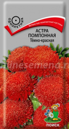 Астра помпонная Темно-красная (Поиск) - Сезон у Дачи