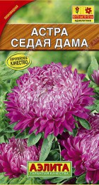 Астра Седая дама - Сезон у Дачи