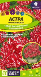 Астра Седая Дама Красная карликовая (СемАлт) - Сезон у Дачи