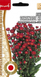 Астра Serenade Red /Sakata (Григорьев) - Сезон у Дачи