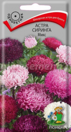 Астра Сиринга Микс (Поиск) - Сезон у Дачи