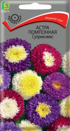 Астра Суприм микс помпонная (Поиск) - Сезон у Дачи