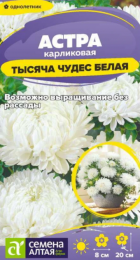 Астра Тысяча чудес Белая карликовая (Сем Алт) - Сезон у Дачи