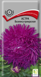 Астра Василиса прекрасная (Поиск) - Сезон у Дачи