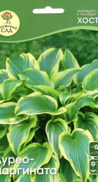 Хоста Ауреомаргината (1шт) - Сезон у Дачи
