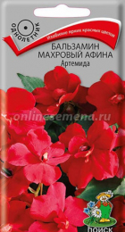 Бальзамин Афина Артемида махровый (ПОИСК) - Сезон у Дачи