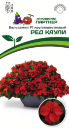 Бальзамин Уоллера Ред Каули F1 (Партнер) - Сезон у Дачи