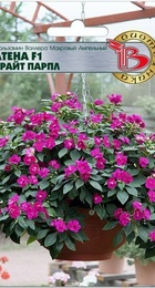 Бальзамин Валлера Атена F1 Брайт Парпл полумахровый (БиоТехника) - Сезон у Дачи