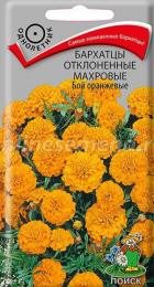 Бархатцы Бой оранжевые махровые отклоненные (Поиск) - Сезон у Дачи