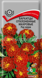 Бархатцы Ред Черри отклоненные махровые (Поиск) - Сезон у Дачи