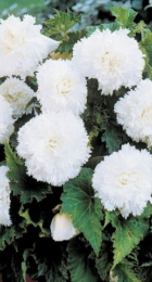 Бегония Бахромчатая белая (ВС) - Сезон у Дачи