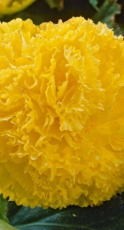 Бегония Бахромчатая желтая (ВС) - Сезон у Дачи