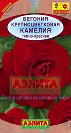 Бегония Камелия темно-красная крупноцветковая (Аэлита) - Сезон у Дачи