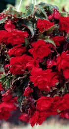 Бегония Каскад Алая (ВС) - Сезон у Дачи
