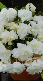 Бегония Каскад Белая (ВС) - Сезон у Дачи