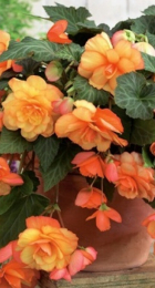 Бегония Каскад Санрей - Сезон у Дачи