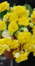 Бегония Каскад Желтая (ВС) - Сезон у Дачи