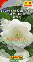 Бегония Камелия белая крупноцветковая (Аэлита) - Сезон у Дачи