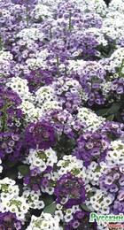 Алиссум Биг Джем, смесь - Сезон у Дачи