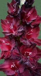 Гладиолус Блэк Джек - Сезон у Дачи