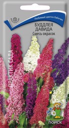 Буддлея Давида Смесь окрасок - Сезон у Дачи