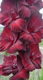 Гладиолус Черный бархат 548/458-с-01 - Сезон у Дачи