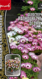 Делосперма Разноцветные Огоньки смесь сортов (Григорьев) - Сезон у Дачи