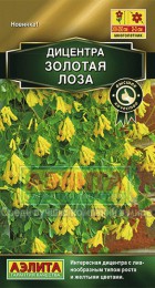 Дицентра Золотая лоза - Сезон у Дачи
