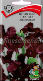 Душистый горошек Спенсер божоле (Поиск) - Сезон у Дачи