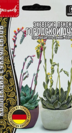 Эхеверия Городской Дуэт пекокка (Urban Yellow, Orange) (Григорьев) - Сезон у Дачи