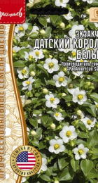 Экзакум Датский Король Белый (Royal Dane White) (Григорьев) - Сезон у Дачи