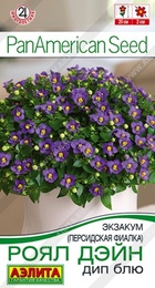 Экзакум (Персидская фиалка) Роял Дэйн Дип Блю (Аэлита) - Сезон у Дачи