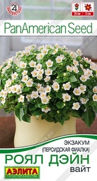 Экзакум (Персидская фиалка) Роял Дэйн Вайт (Аэлита) - Сезон у Дачи