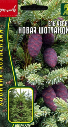 Ель Новая Шотландия чёрная (Nova Scotia) (Григорьев) - Сезон у Дачи