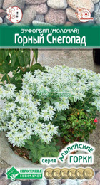 Эуфорбия (молочай) Горный снегопад окаймленный (Евросемена) - Сезон у Дачи