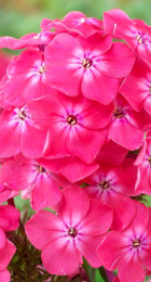 Флокс Александра - Сезон у Дачи