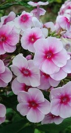 Флокс Киевский - Сезон у Дачи