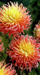 Георгин Альфред Грилль (1 шт) Волжский Сад - Сезон у Дачи