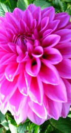 Георгин Артур Хамбли (1шт) (Волжский Сад) - Сезон у Дачи