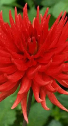 Георгин Бергерс Рекорд (1 шт) Волжский Сад - Сезон у Дачи