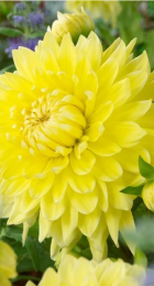 Георгин Бильбао (1 шт) Волжский Сад - Сезон у Дачи