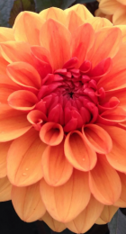 Георгин Дэвид Говард (1шт) (Волжский Сад) - Сезон у Дачи