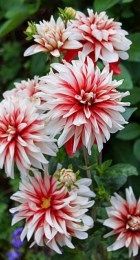 Георгин Динамит (1шт) (Волжский Сад) - Сезон у Дачи