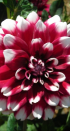 Георгин Дуэт (1шт) (Волжский Сад) - Сезон у Дачи