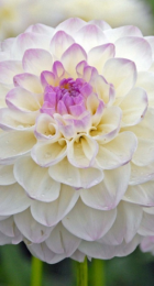 Георгин Эвелин (1шт) (Волжский Сад) - Сезон у Дачи